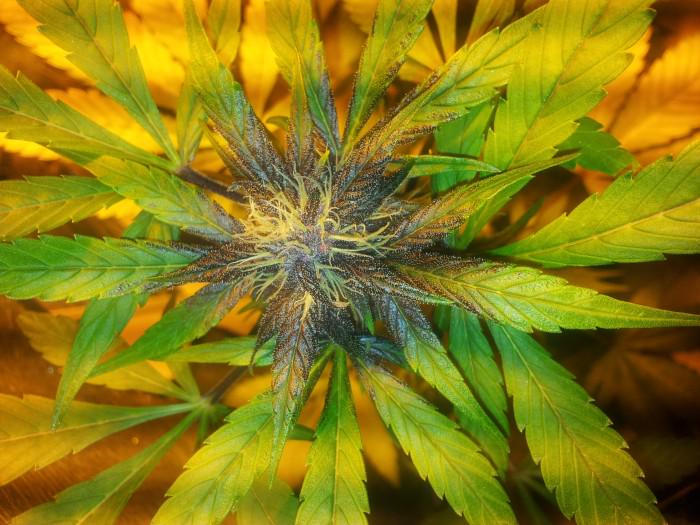 GrowLandiaOFI's tweet photo. Cogollo Bebe ultravioleta, por Colitican para #GrowLandiaComunidad - Follow @HighPhotos420 - http://t.co/mdnpGoj4PJ http://t.co/4CRVfdSFPr