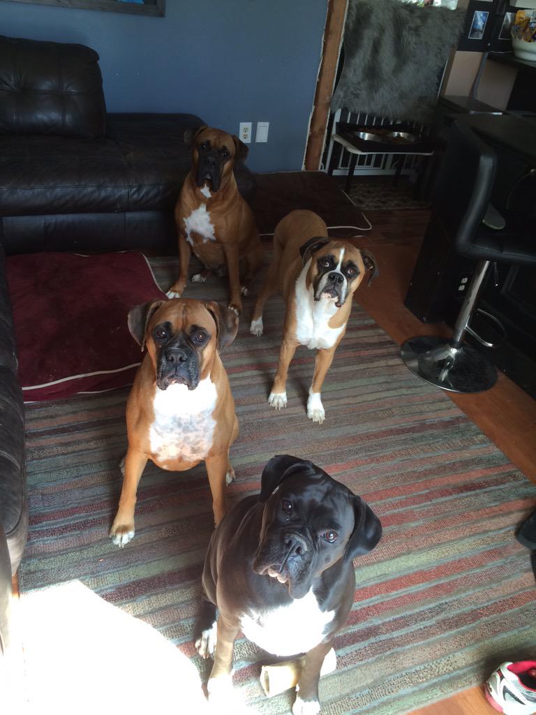 inntothenight's tweet photo. Watching me eat a cheeseburger @duanneeric @Boxerdogs22 @Jack_the_Boxer @BoxerNews http://t.co/rfQs5vzkso