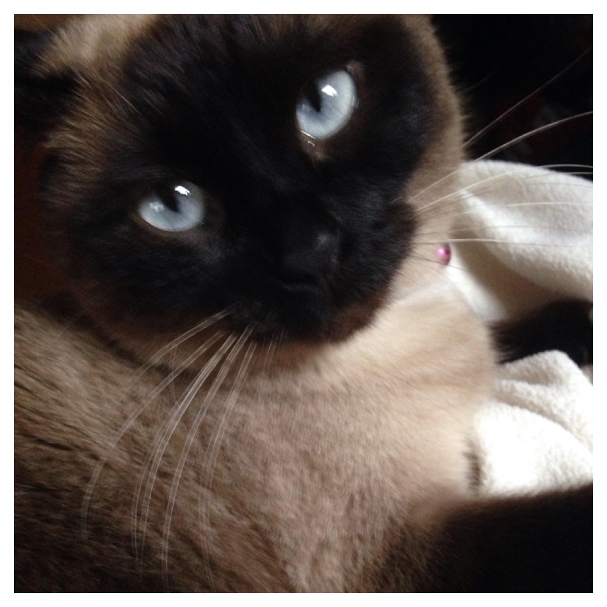 jayemia's tweet photo. "I just want to be loved. Is that so wrong?"-Aniki @UPSers #UPSpets http://t.co/lyfyte6ODk