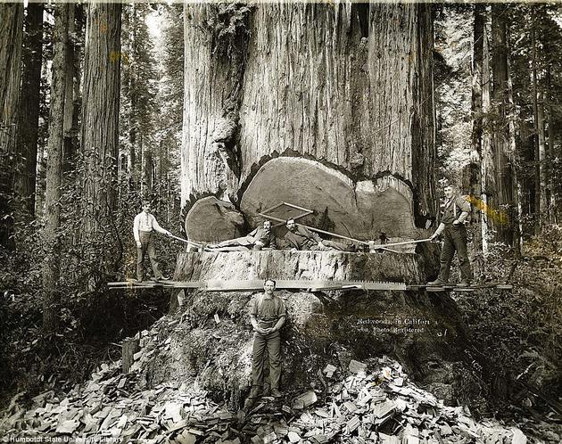 VeryOldPics's tweet photo. Californian lumberjacks working in the Redwoods. T http://t.co/5SDzCj3AMX