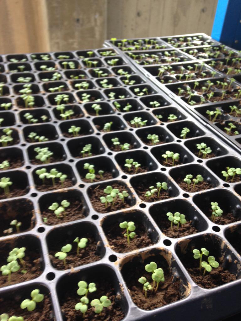 BenjaminMaki's tweet photo. Just when your starting to get attached to your seedlings, it's time to kill them with arsenic. #AsSmocs #BAMS http://t.co/VBRlcoAG8q
