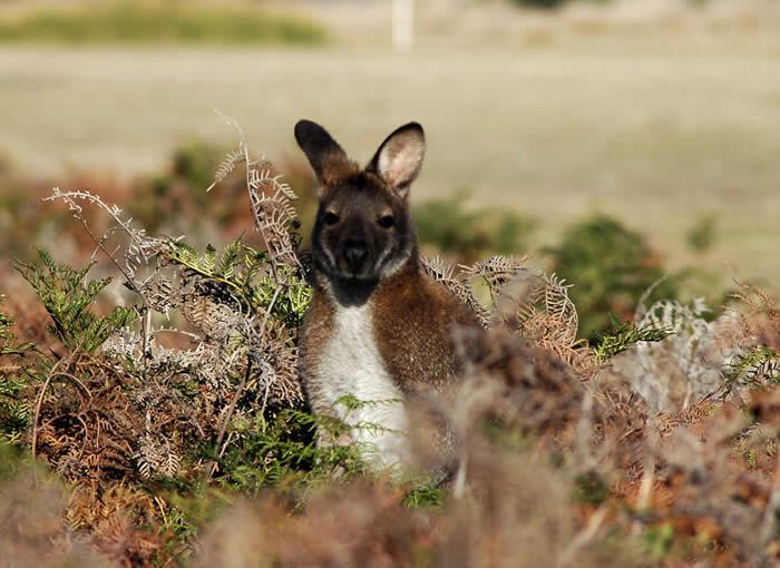 bsarbogast's tweet photo. #BestFieldWorkPic red-necked Wallaby Tasmania @treeshrew13 @LorenCSackett http://t.co/DP9dSqsLfF