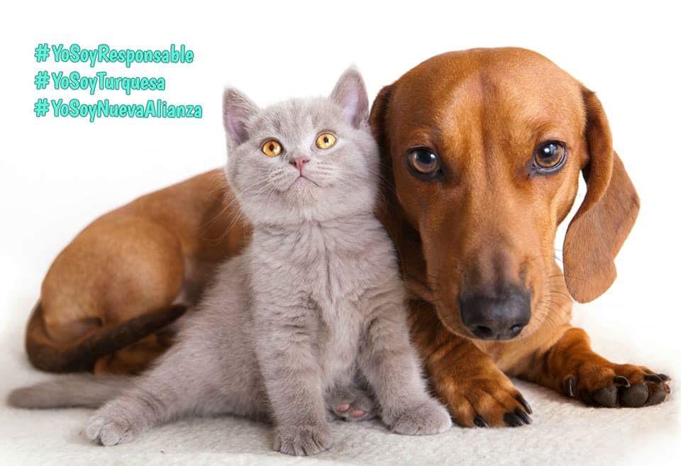 TereBanda_'s tweet photo. #SerTurquesa es estar en alianza con losderechos de los animales.Mis mascotas adquieran susvacunas #VotaNuevaAlianza http://t.co/EZZtQVxyVt