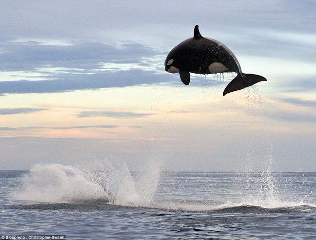 GR8_2B_alive's tweet photo. Dolphin hunting. #Killer #NotSeaWorld http://t.co/cJDRuB6pHf