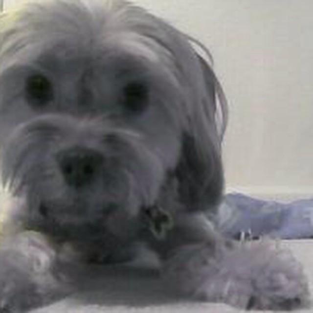 Otherbots's tweet image. #computerize !  #photo #brookstone #robot #yorkiesrtheshit #mini #surprise #rockstar #allnatural by yorkiesrtheshit