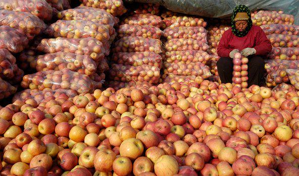 The <a href="/USDA/">Dept. of Agriculture</a> approves apple imports from china despite potential Impact on AM growers: bit.ly/1GgFA7M @ecowatch