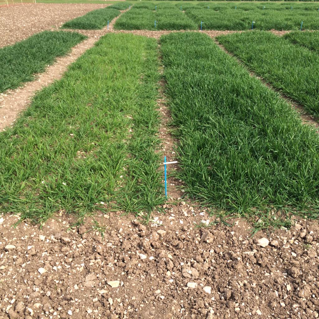 davidro30707772's tweet photo. Plus and minus spring nitrogen is now showing its effects in the trials http://t.co/48HfBEPCPo