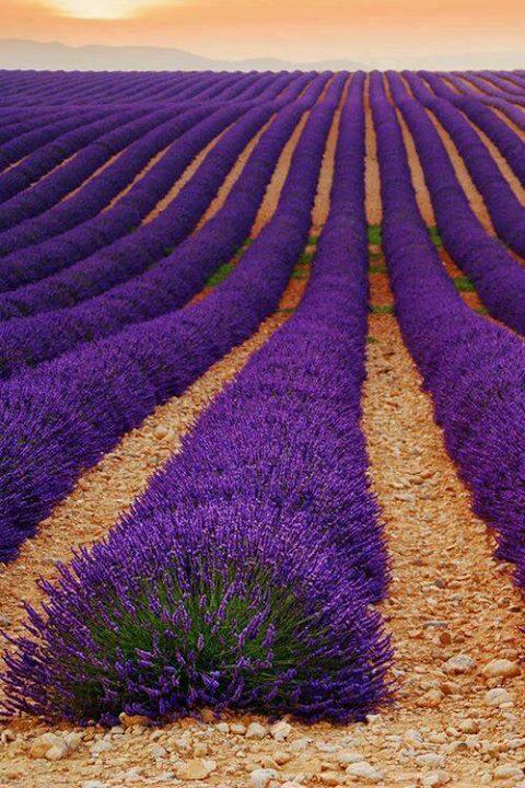 Campos de lavanda #naturaleza
