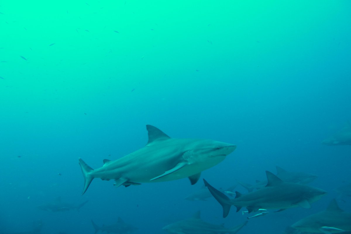 Drew_Lab's tweet photo. #BestFieldWorkPic Bull shark (C. leucas) off of Fiji http://t.co/lRibO0xq49