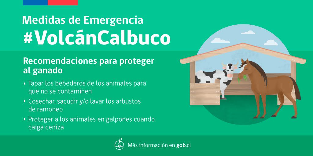 GobiernodeChile's tweet photo. Vacas, ovejas, cabras y caballos: Las recomendaciones por situación del #VolcánCalbuco http://t.co/setIbGjemy http://t.co/jvVj3z7Cqw