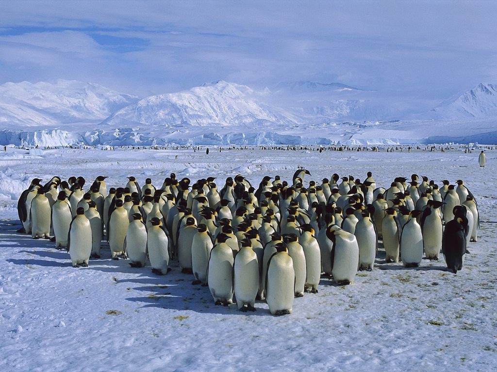 sametkoc1's tweet photo. Dünya penguen günü kutlu olsun! http://t.co/RzevqCmQXd