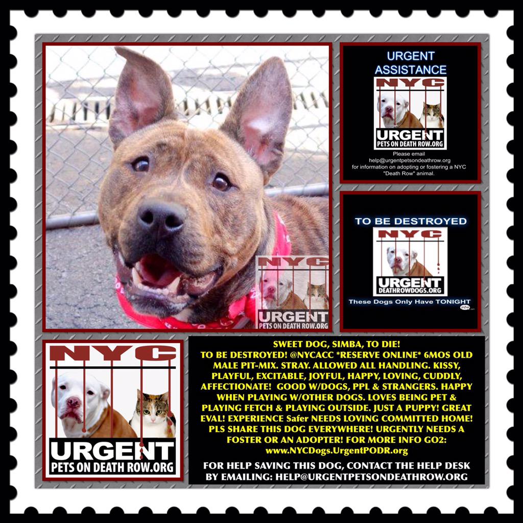 katharineknott's tweet image. #SaveSIMBA SWEET #Dog2Die 4/25 #NYCACC #Adopt Online Or #Foster 4 #Rescue @UrgentPart2
nycdogs.urgentpodr.org/tbd-dogs-page/