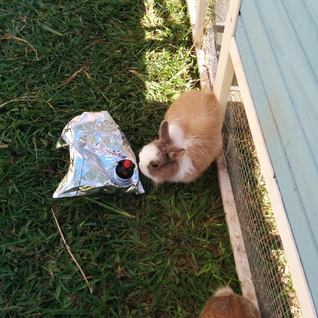 KazStocks's tweet photo. Seriously questioning my sisters Hobby Farming abilities.. #goonsack apparently its a toy..... http://t.co/ZJ0GDTajvy