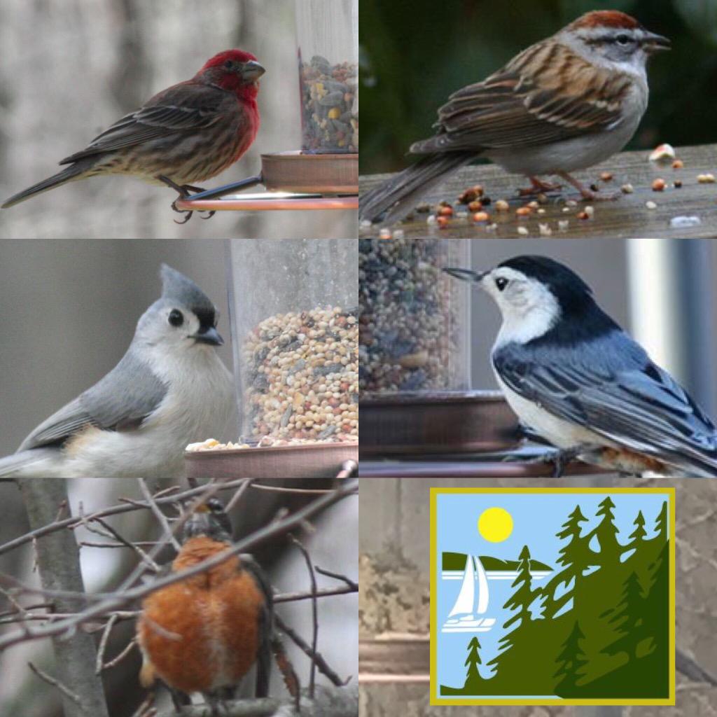 Some of the birds we spotted this early spring in the development <a href="/HiddenLakePOA/">Hidden Lake Estates</a> in #HawleyPA