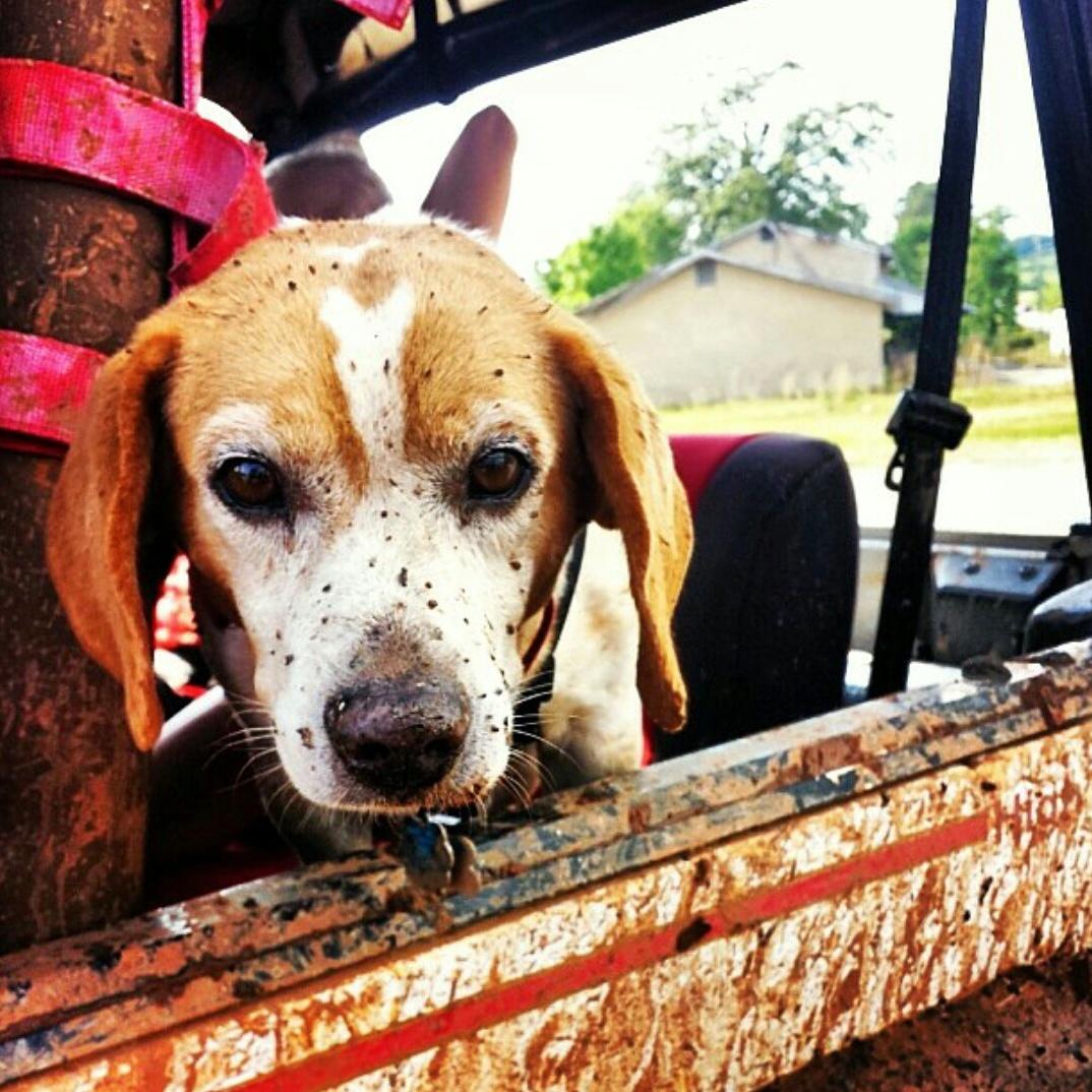 jeepindogs's tweet photo. Photo by Instagram user @umm_ryan https://t.co/5RqGBenFcd #jeepindogs #jeep #jeeplife #itsajeepthing http://t.co/TEm4PL3LGI