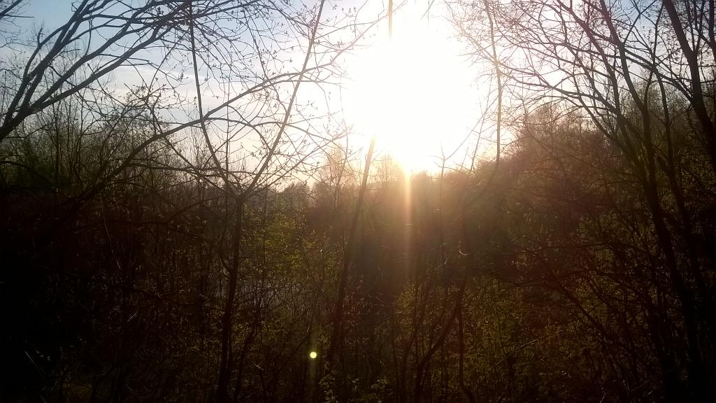 TamesideAS's tweet image. Better late than never #earthdayimages while out walking