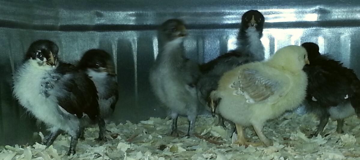 LisaC98620's tweet photo. Hot chicks! http://t.co/RU13HciLjF