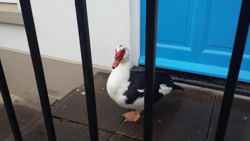 Totnes Duck tweet media