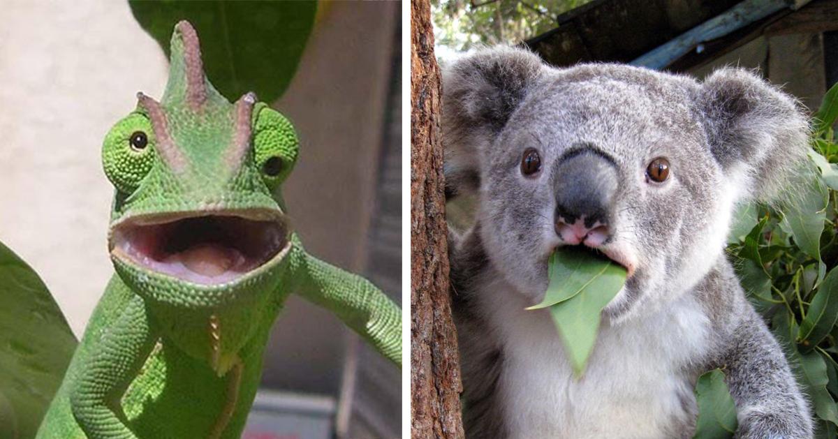 boredpanda's tweet photo. 20+ Astonished Animals Who Are Freaked Out By What’s Happening (20+ pics): http://t.co/YFR8kMsiNJ #OMG #WTF http://t.co/eufRyNUbl3