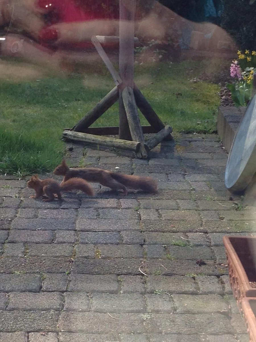 albak100's tweet photo. Mutter und Kind 😍
#Eichhörnchen #Garden #squirrel #cuteness #Saturday #animals #spring http://t.co/gGjChh0ZKZ