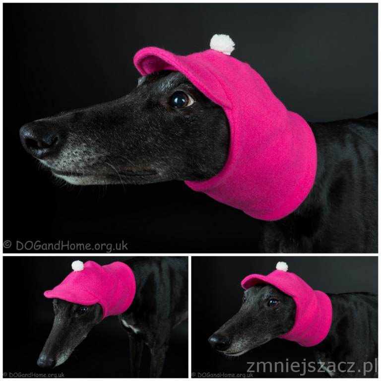 dogandhome's tweet photo. Designed hats by DOGANDHOME   FREE UK DELIVERY
http://t.co/kThwmCXh4i http://t.co/LYYVtTIKjs
