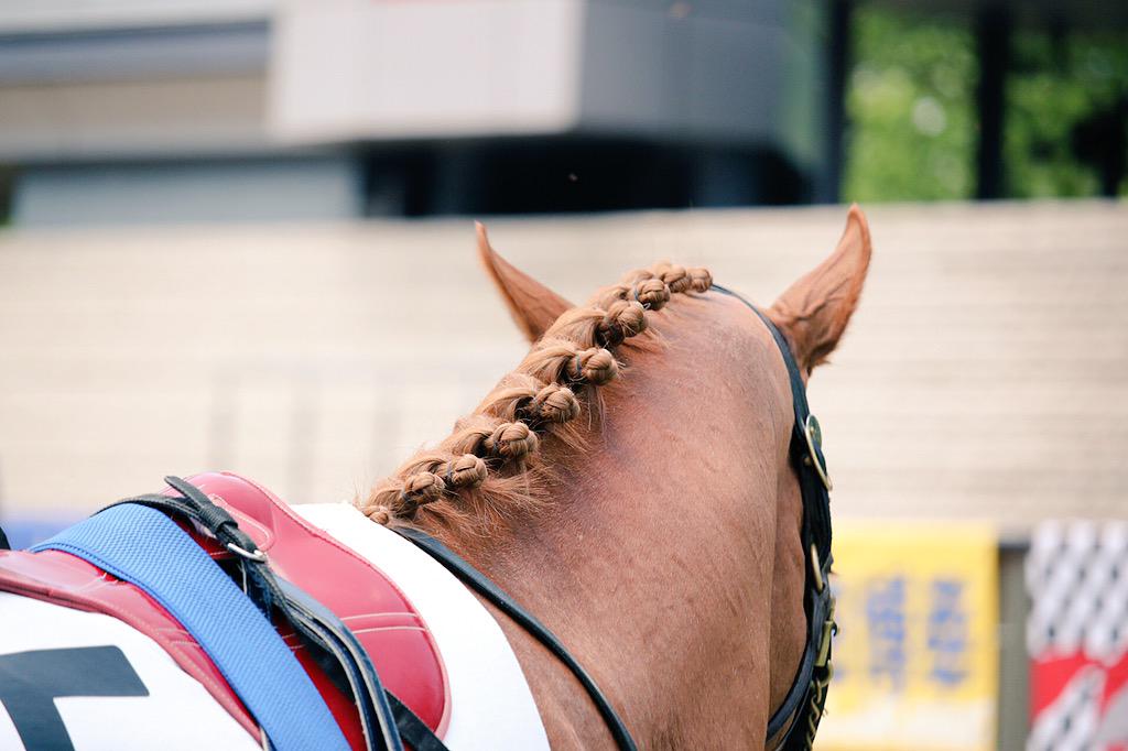 たてがみさん専用