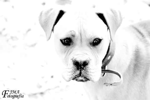 fjmoravi's tweet photo. Una mirada pura y tranquilizadora. http://t.co/65f5G2TcCp