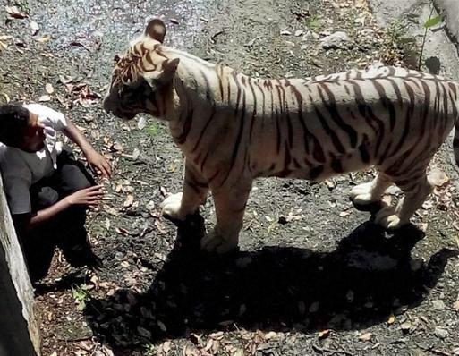 pigyrijehoka's tweet photo. white-tiger-mauls-youth-to-death-at-zoo .It will make you cry See here => http://t.co/wuP86YZZch http://t.co/xftuPkkNuI