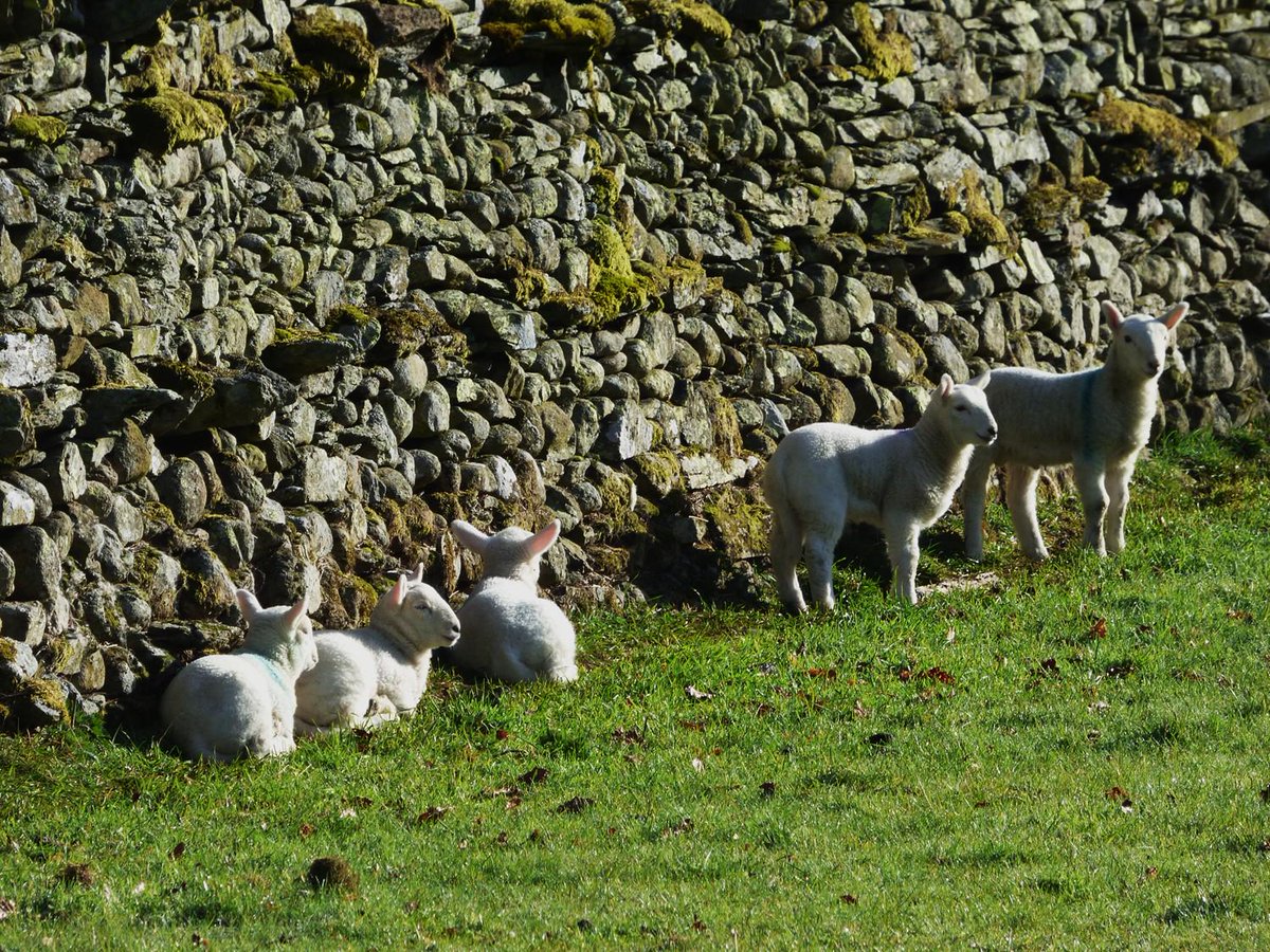 helvellyn's tweet photo. #sidefarm #springlambs enjoying the early morning #patterdale sunshine yesterday http://t.co/udBbwB9RqX