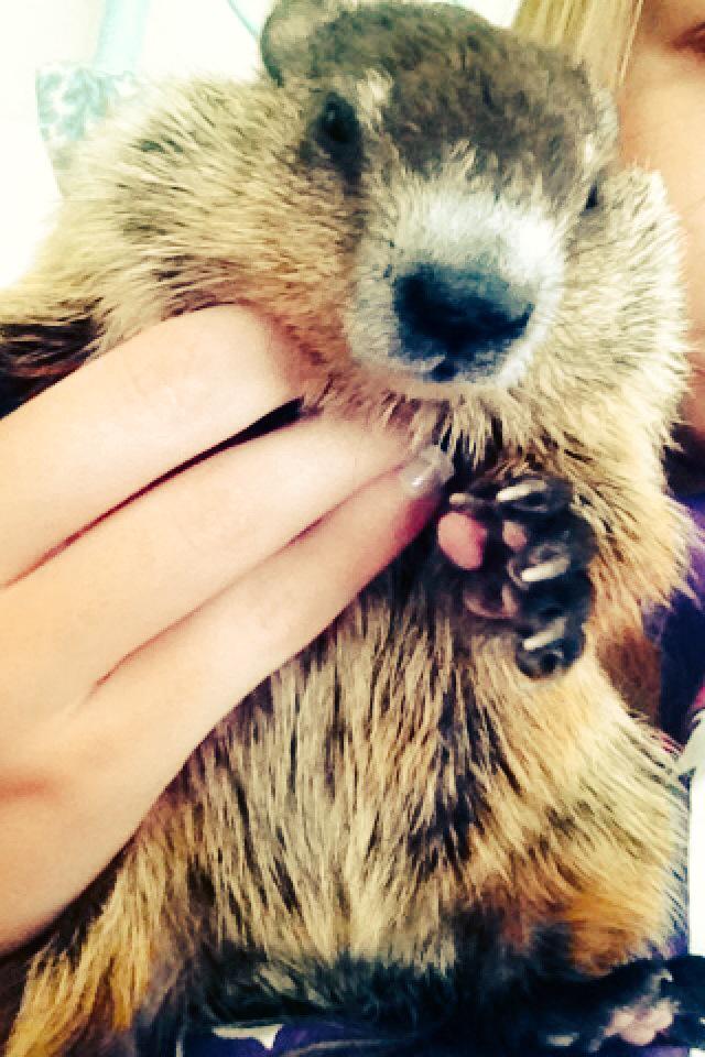 graceannebutt's tweet photo. RIP Posy💜 #BestGroundhogEver http://t.co/weDuhQgeZX
