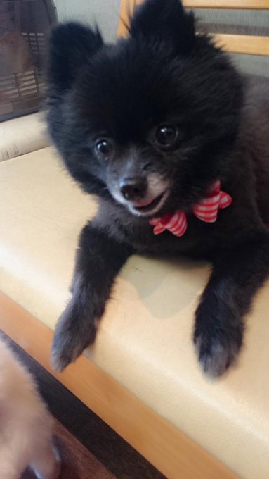 今から狂犬病注射🎵 http://t.co/aZjjEBAFhG