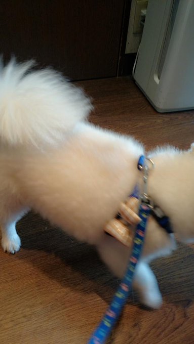 今から狂犬病注射🎵 http://t.co/aZjjEBAFhG