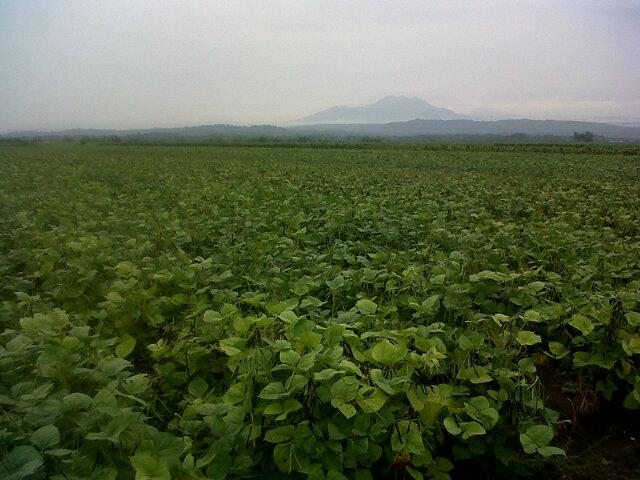 donixloraz's tweet photo. My sawah http://t.co/zLazU66Ssp