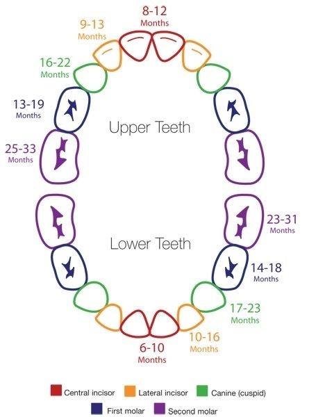 MyLittleMoppet's tweet image. Know when does the little pearl peek in :)

Teething chart for babies 

#teething #teethingchart #mylittlemoppet