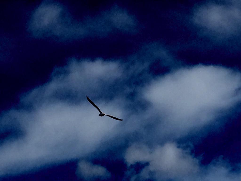 PedersenLin tweet picture