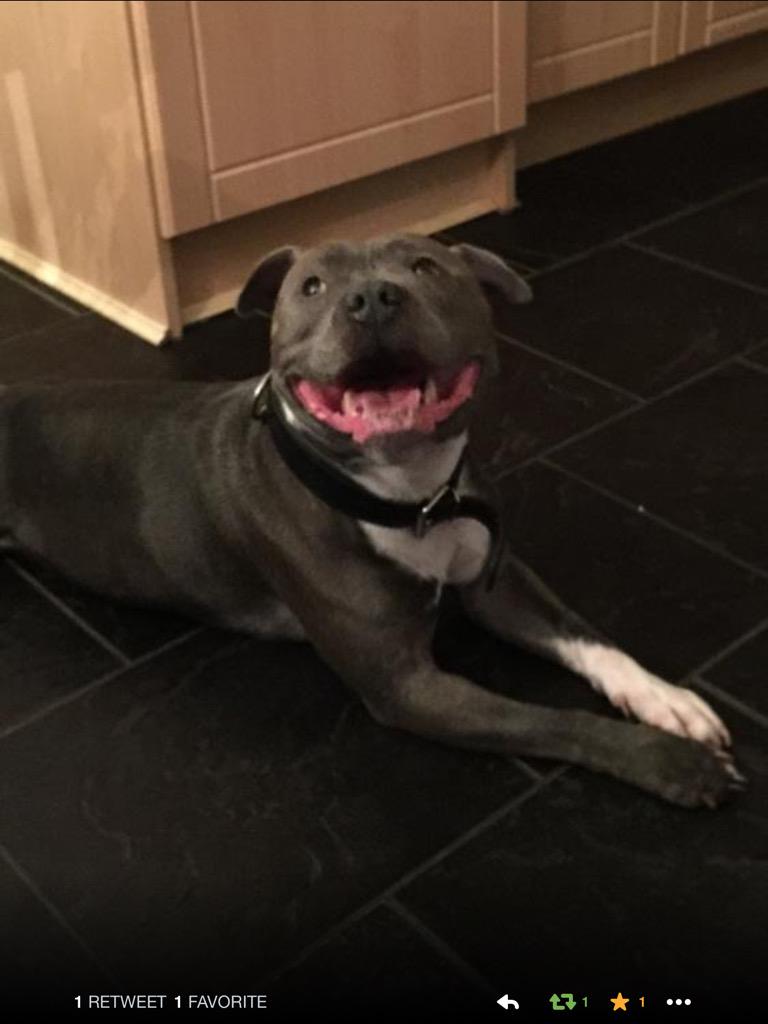 sethyblueboy's tweet photo. @StaffyPetShop Hi here's a photo of me @sethyblueboy Pls give me a Follow #staffiefamily http://t.co/F6BTIYuizn
