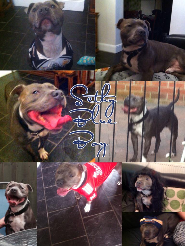 sethyblueboy's tweet photo. @StaffyPetShop Here's a Montage of Photos of @sethyblueboy .He loves dressing up for the Cameras #staffiefamily http://t.co/kDH00bTwC6
