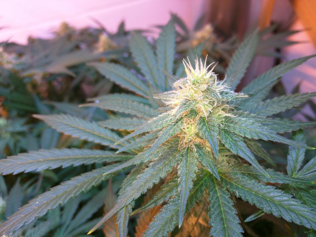 sto_ner's tweet photo. Frosty #weed #foxfarms #lightspeed #growcolorado #stoner #flower http://t.co/kh05JY9VbO