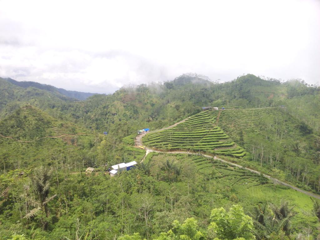 GeRatno's tweet photo. Kebun teh ndlinggo.. http://t.co/iVgNDLNgMl