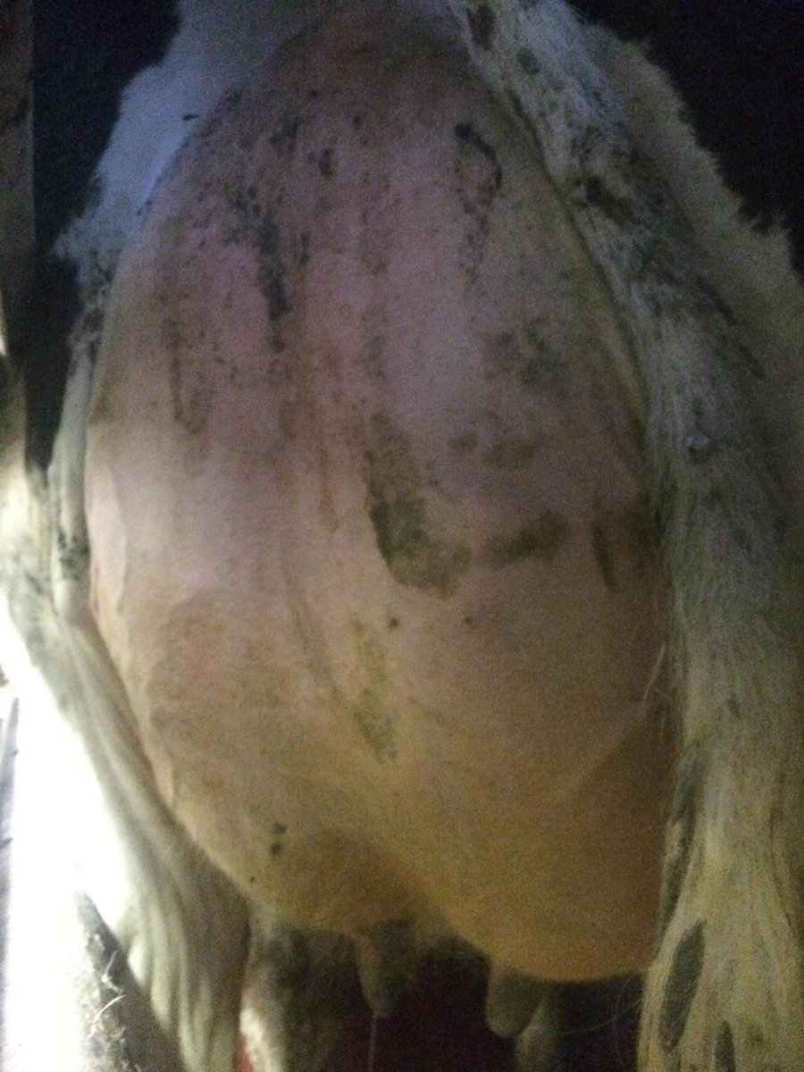 Willis_Farms's tweet photo. One off the best uddered heifers to calve in this year is this Genervations Epic daughter who's giving 38litres day. http://t.co/LwxomwH7Sr