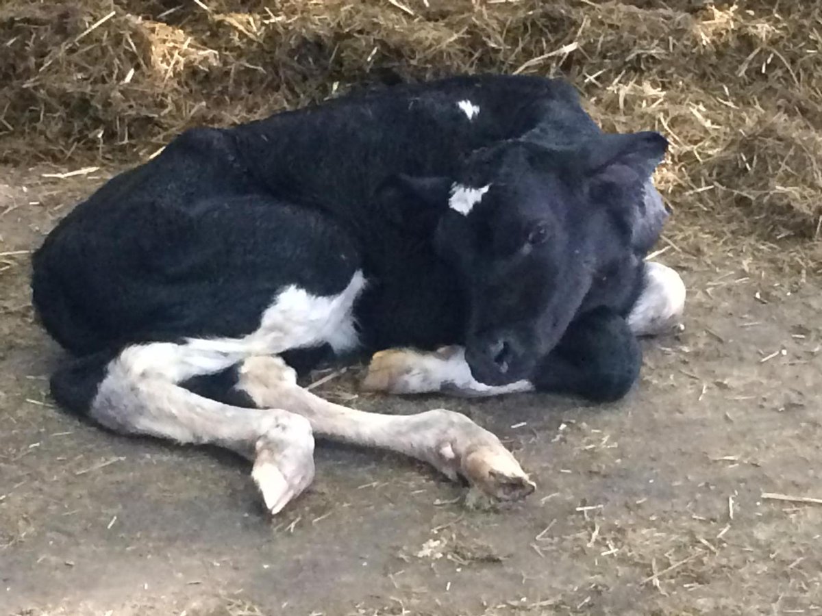 Willis_Farms's tweet photo. Another TW Goodwhone heifer calf from sexed semen on maiden heifers. Happy with conception rates &amp; resulting calves. http://t.co/51fbCVul9x