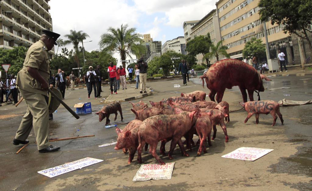 bonifacemwangi's tweet image. In #Kenya we don&apos;t eat pigs. We take them to parliament.