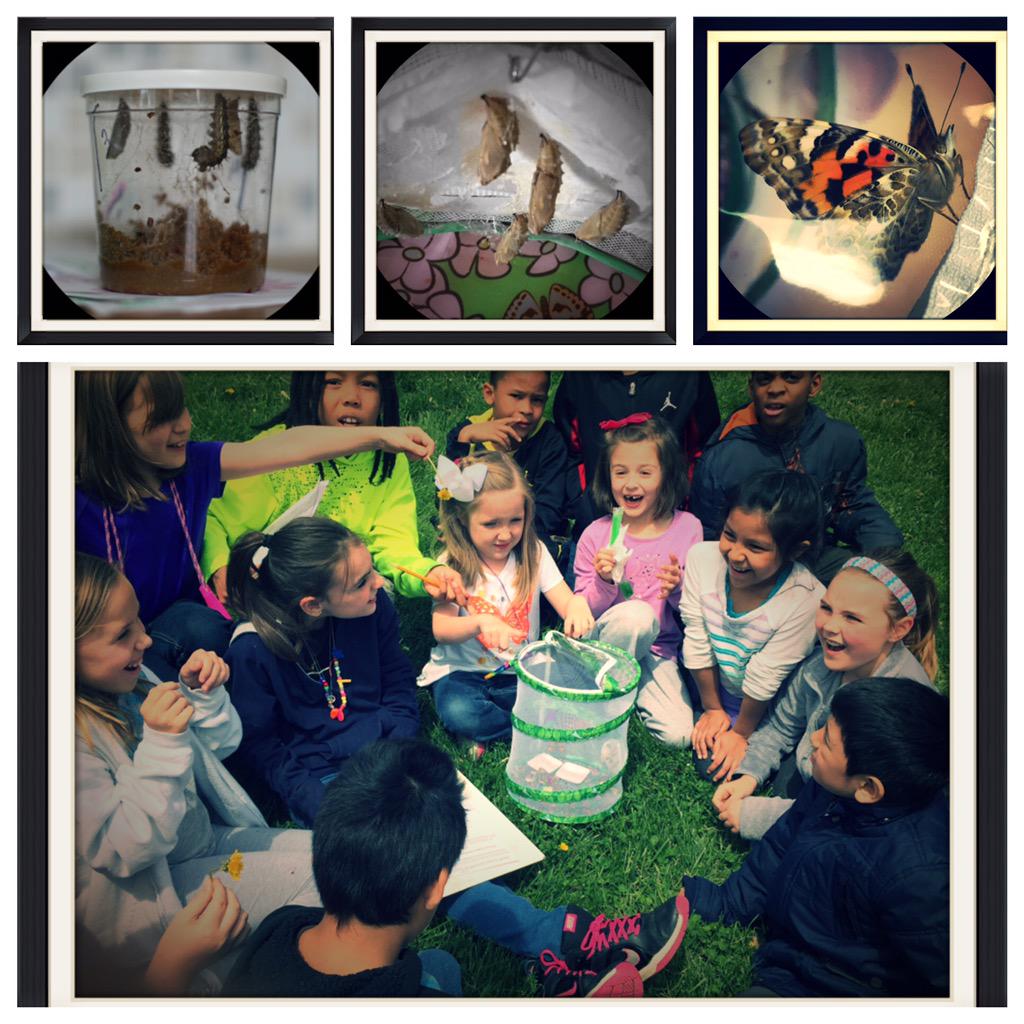 bgossettsclass's tweet photo. We loved learning about the life cycle of a butterfly and sharing our knowledge with others! #CometsConnect #BCSEd3rd http://t.co/iaJDH47ZsQ