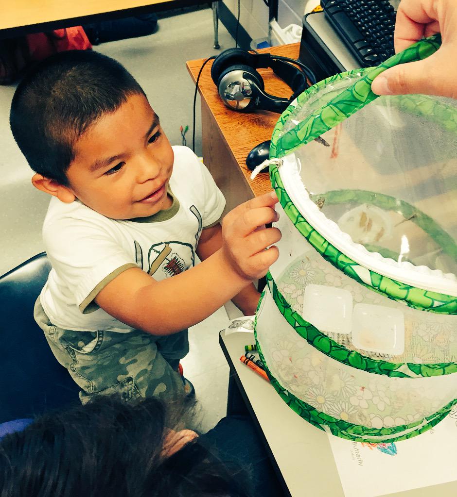 bgossettsclass's tweet photo. We loved learning about the life cycle of a butterfly and sharing our knowledge with others! #CometsConnect #BCSEd3rd http://t.co/iaJDH47ZsQ