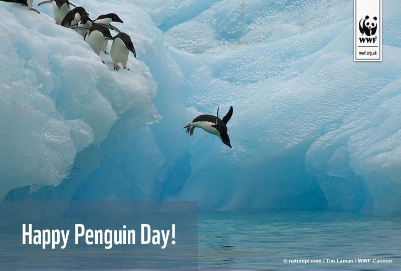 wwf_uk's tweet photo. RT if you love penguins #WorldPenguinDay http://t.co/3N67KnH1Iq