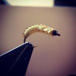 Photo by Casters Fly Shop (@CastersFlyShop)