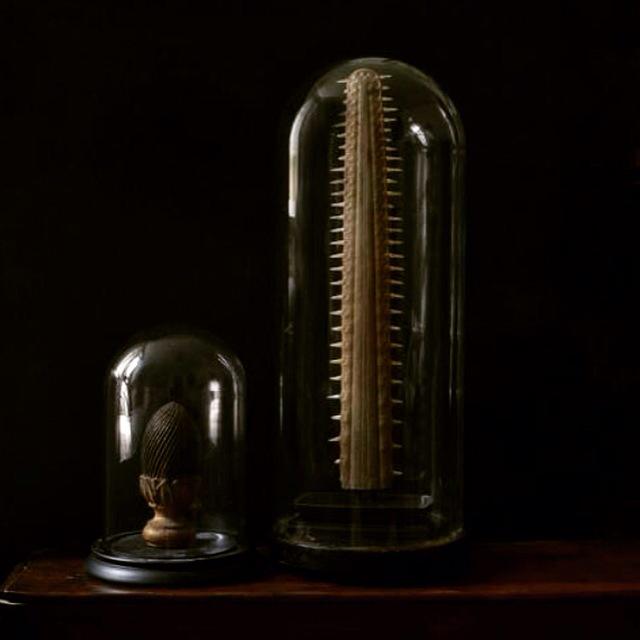 HunterAndRose's tweet photo. New Stock - Vintage Sawfish Rostrum Bill Circa 1920, In a Victorian Glass Dome. #antique #natural history #vintage http://t.co/OlTURjEprx