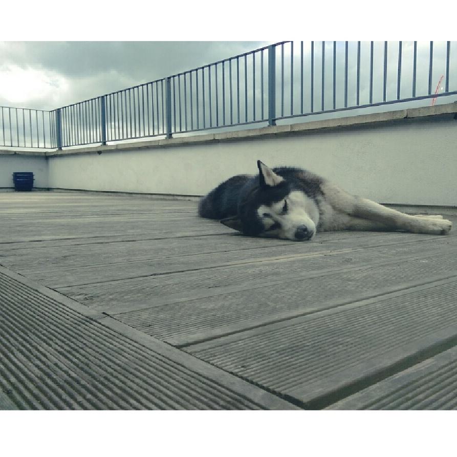 Exhausted husky... It's a rare rare sight! #huskylove #husky #RescueDogs #MyNameIsBalto