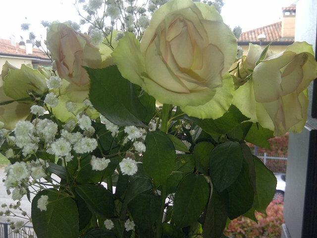 CSparvoli's tweet image. Rose per la Festa della Liberazione e di San Marco