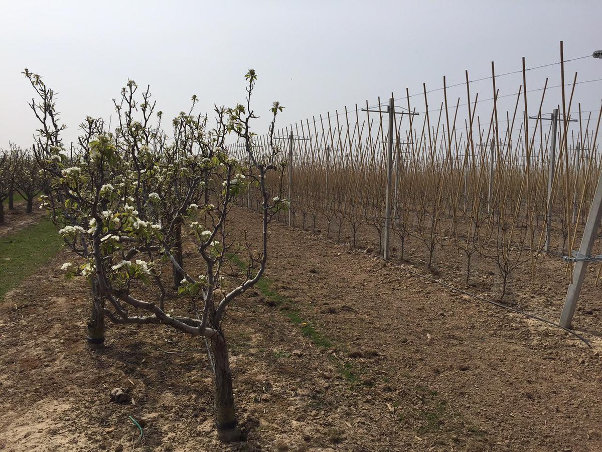 ACGoatham's tweet photo. #ConferencePearFacts | Named after the National #British Pear *Conference* in 1885 http://t.co/hZNLoBFIdc http://t.co/BVuNrzDVCk